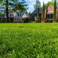 New lawn with centipede grass