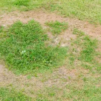 a lawn with brown patch