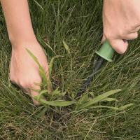 A person removing crab grass manually