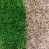 Comparison of dormant and live fescue