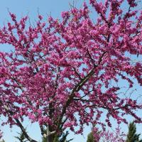 Eastern Redbud