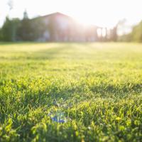 A warm season lawn