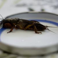 a mole cricket