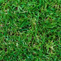 centipede grass