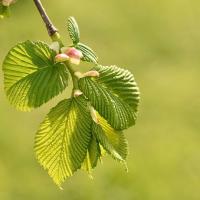 elm tree branch