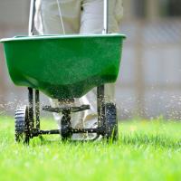 Overseeding a fescue lawn