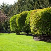 Boxwood shrubs