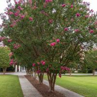 Row of crepe myrtle trees