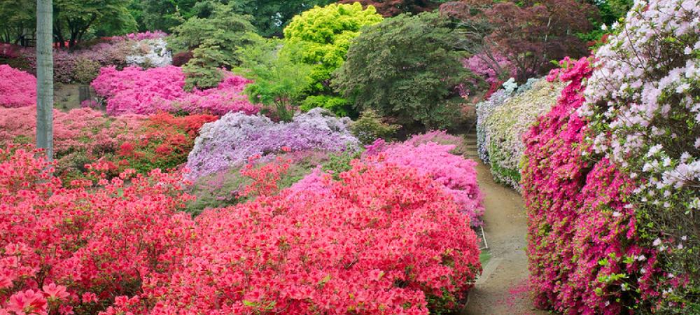 azaleas