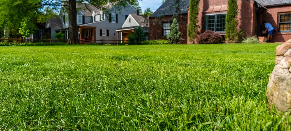 New lawn with centipede grass