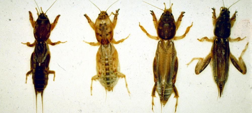 mole cricket comparison - image courtesy of https://hgic.clemson.edu/factsheet/mole-cricket-management-in-turfgrass/