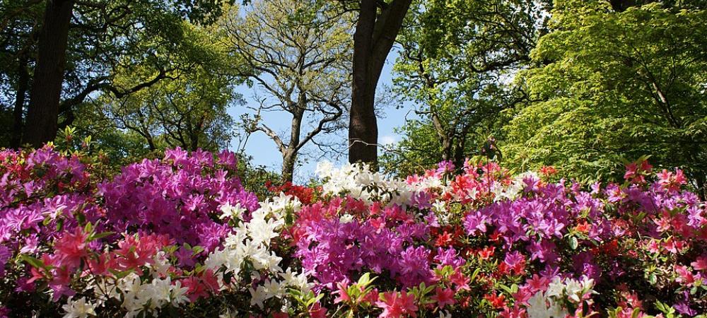 Azaleas in South Carolina