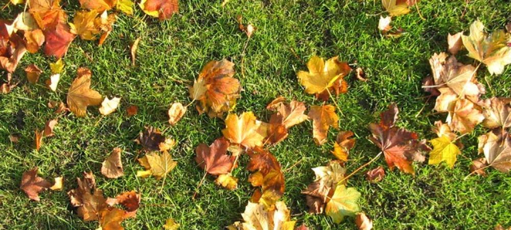 a lawn with fallen leaves