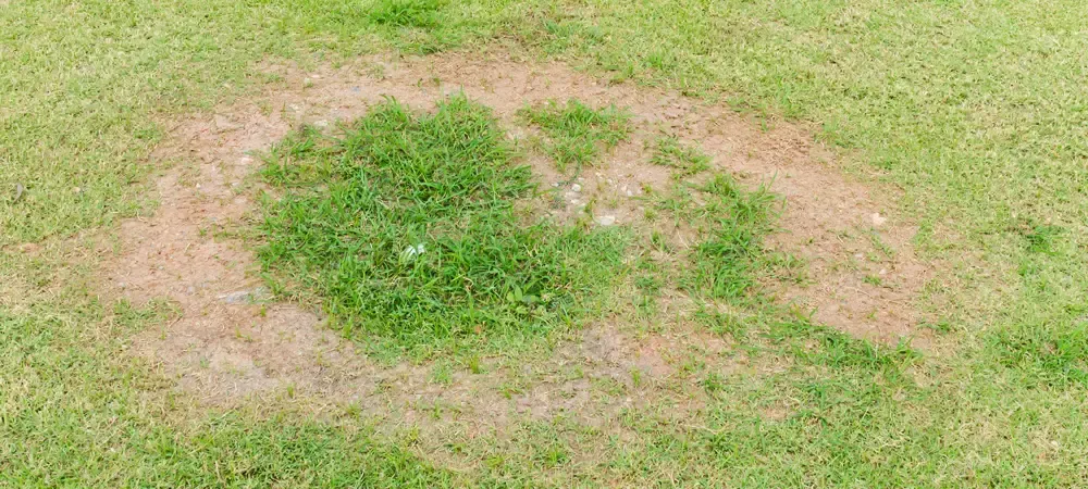 a lawn with brown patch
