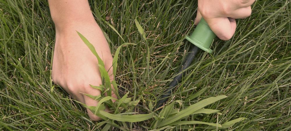 A person removing crab grass manually