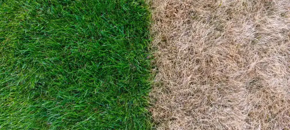 Comparison of dormant and live fescue