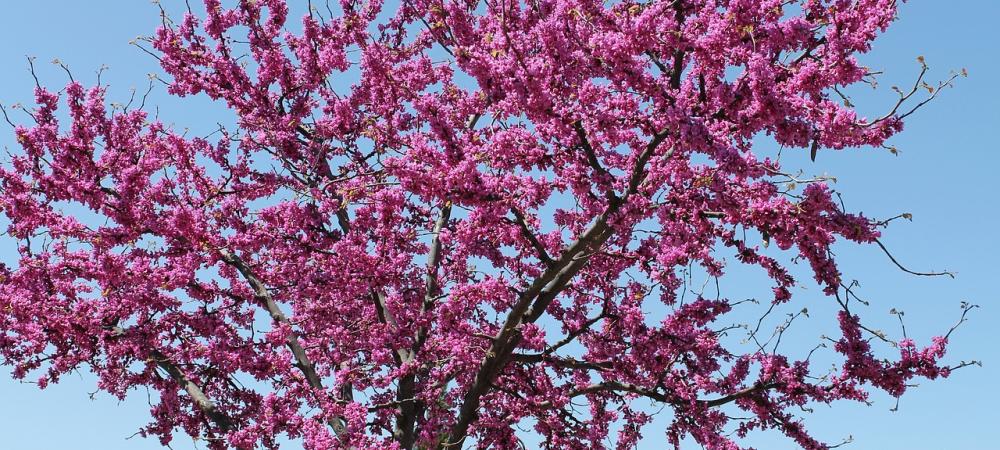 Eastern Redbud