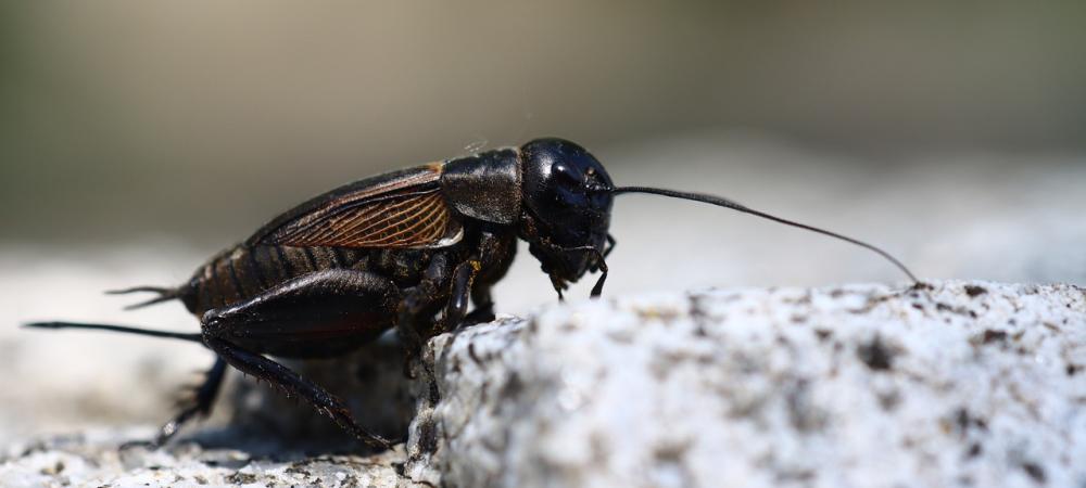 A mole cricket
