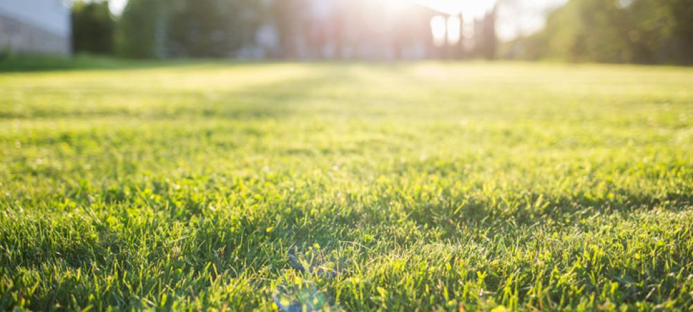A warm season lawn