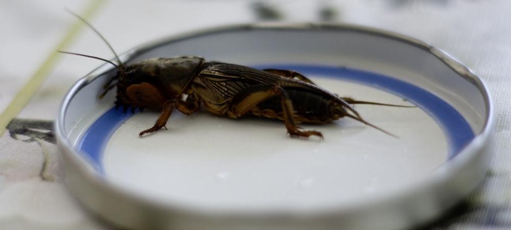 a mole cricket