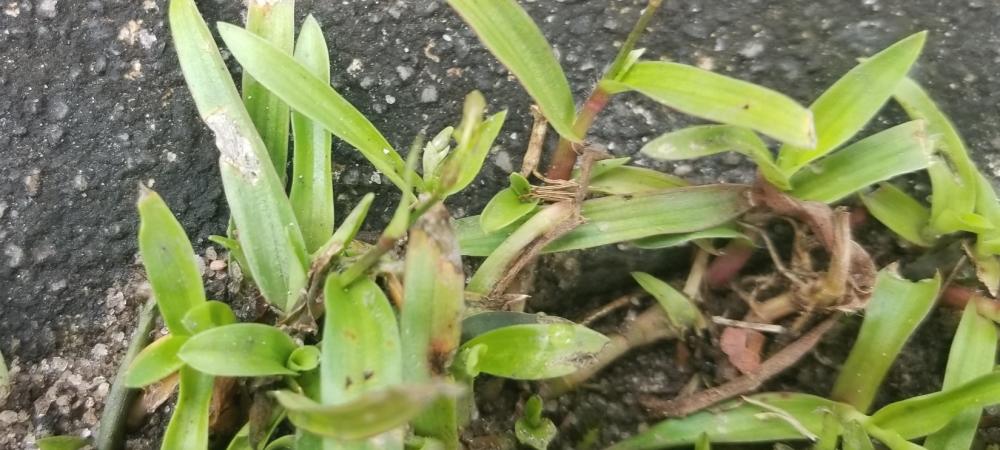 doveweed stolens - image credit - https://hgic.clemson.edu/weed-of-the-month-dove-weed/ 