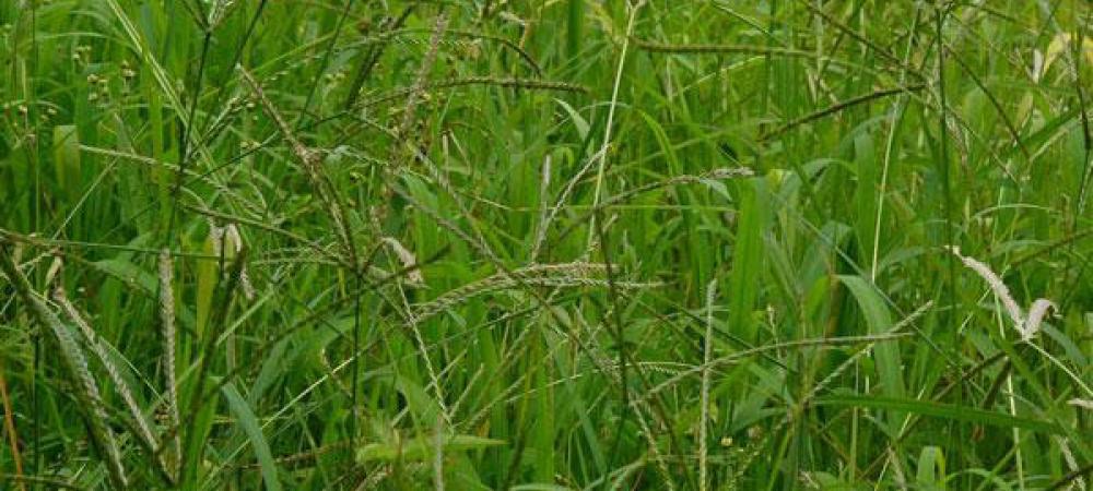 Goosegrass field