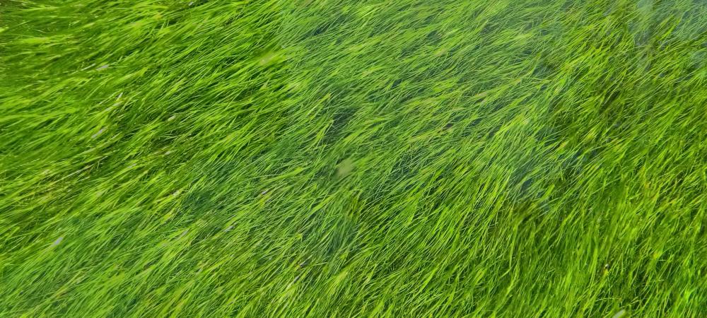 fescue lawn