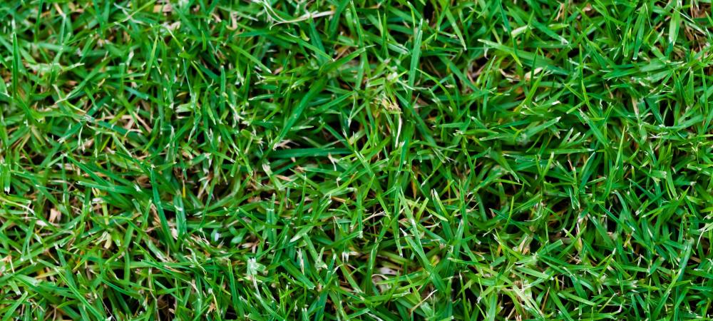 centipede grass