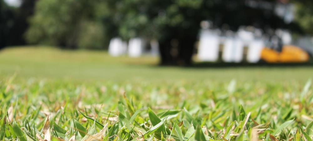 A Myrtle Beach SC lawn