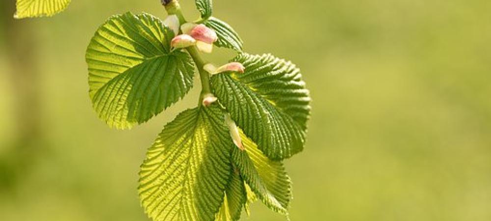 elm tree branch