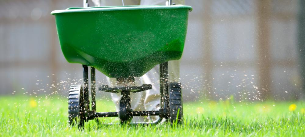 Overseeding a fescue lawn