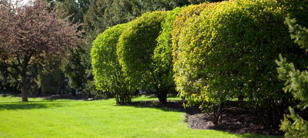 Boxwood shrubs