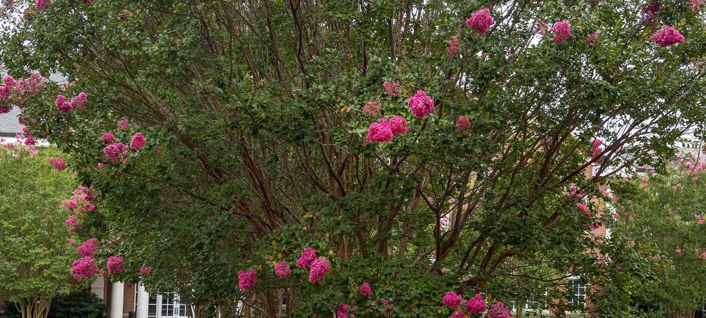 Row of crepe myrtle trees