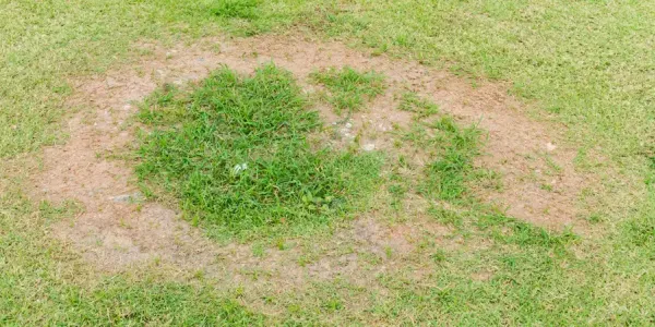 a lawn with brown patch