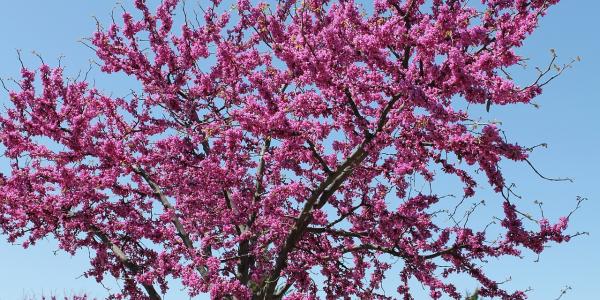Eastern Redbud