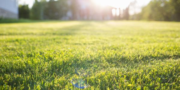 A warm season lawn