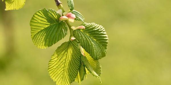 elm tree branch