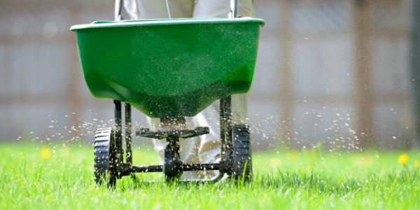 Overseeding a fescue lawn